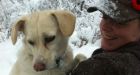 Underground railroad brings dogs out of Afghanistan
