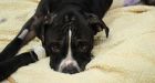 Pit bull severely slashed while protecting owner
