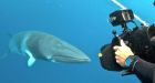 Minke route pits whale hunt against tourism