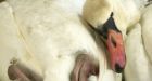 Frozen Great Lakes deadly for ducks, conservationists say