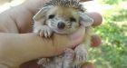Maine man in search of valuable mineral performs C-section on dead porcupine, saves baby | Fox News