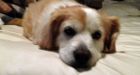 Deer tramples 12-year-old Terrier-mix dog in Thunder Bay