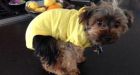 Costco keeps selling treats from China despite dog death