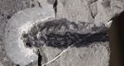 Ancient Rockies fish fossils reveal origin of jaws