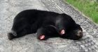 Dead bear with paws cut off found near Fort Frances