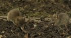 Compost rats overrun Vancouver daycare playground