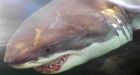 Great white sharks seeing a population boom in waters off Eastern US and Canada