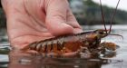Gulf of Maine warming faster than 99% of world's oceans: study