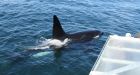 Killer whale thrills group in rare Bay of Fundy sighting