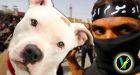 Conneticut man accused of raping a pit bull screamed he was sent by ISIS