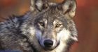 Wolf cull will see animals shot from helicopter to save B.C. caribou