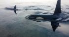 B.C. orcas' rare beach-rubbing behaviour caught on video