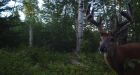 Atikokan resident charged for feeding deer