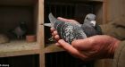 ISIS bans pigeon breeding because seeing birds' genitals overhead offends Islam