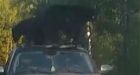 Bear cub gets stuck in truck cab on Manitoba First Nation