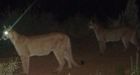 Whitehorse cougar photos, tracks, excite Yukon biologist