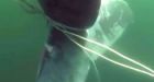 'It was basically hog-tied': Rescuers free whale entangled off B.C.