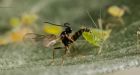 Controversial trial of genetically modified wheat ends in disappointment | Science/AAAS | News