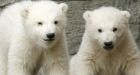 Scientists: Polar Bears Are Thriving Despite Global Warming