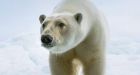 Polar bears fail to adapt to lack of food in warmer Arctic