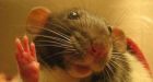 Scores injured as mouse sparks Casablanca mosque crush