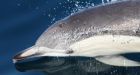 Short-Beaked Common Dolphins Seen Alive For 1st Time In B.C.