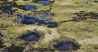 Sauropod dinosaur tracks found in Scottish Highlands