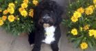 Dog could be left permanently blinded after burglars sprayed ACID into his eyes