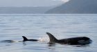 B.C. tests undersea glider to prevent whale-ship collisions