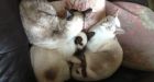 Special delivery: Cat sent by mail survives 8 days in box