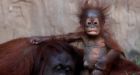 Baby animals born in captivity this summer