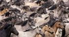 US Government could kill 45,000 wild horses