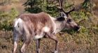 Alberta plans to restore caribou habitat disturbed by industrial use