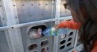 Woman who gave water to slaughter-bound pigs testifies at her mischief trial