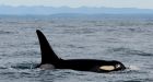 Tagging point of infection that contributed to orca's death off Vancouver Island