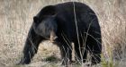 Bear attacks Squamish residents in their backyard