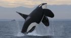 Satellite tagging program could have killed orca, say researchers