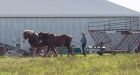Former Ontario farmers creating Amish paradise on Prince Edward Island