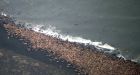 As walrus arrive, Alaska village tells visitors to stay away