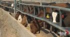 Alberta rancher at centre of TB quarantine speaks out: No one is going to come out of this unscathed