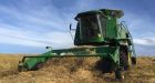 Alberta farmers race against Mother Nature to salvage harvest while warm weather holds